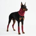 Doberman wearing burgundy leg warmers